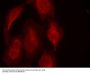 Anti-CDK6 (Ab-13) Antibody