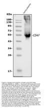 Anti-CD47 Antibody Picoband®