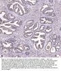 Anti-CD47 Antibody Picoband®