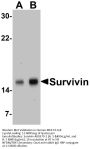 Anti-Survivin BIRC5 Antibody