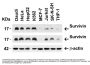 Anti-Survivin BIRC5 Antibody