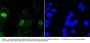Anti-Survivin BIRC5 Antibody