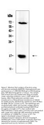 Anti-Survivin/BIRC5 Antibody Picoband®