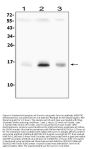 Anti-Survivin/BIRC5 Antibody Picoband®