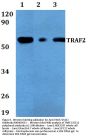Anti-TRAF2 (S11) Antibody