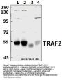 Anti-TRAF2 (S11) Antibody