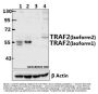 Anti-TRAF2 (S11) Antibody
