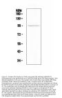 Anti-Fibroblast activation protein, alpha/FAP Antibody Picoband™