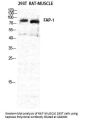 Anti-Seprase FAP Antibody