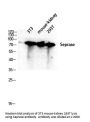 Anti-Seprase FAP Antibody
