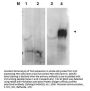 Anti-Fibroblast Activation Protein FAP Antibody