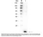 Anti-IL-8 CXCL8 Antibody