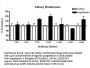 Anti-Angiotensin II Receptor AT2 Agtr2 Antibody