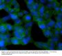 Anti-SIRT2 Antibody