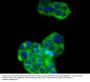 Anti-SIRT2 Antibody