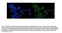 Anti-Topoisomerase I/TOP1 Antibody Picoband®