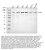 Anti-Topoisomerase I/TOP1 Antibody Picoband®
