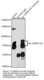 Anti-Lamin A/C (phospho-S22) LMNA Antibody