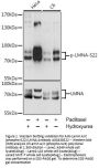 Anti-Lamin A/C (phospho-S22) LMNA Antibody