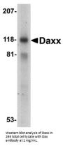 Anti-Daxx Antibody