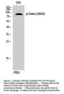 Anti-Phospho-Daxx (S668) Antibody