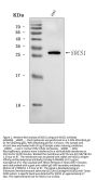 Anti-SOCS1 Antibody Picoband®