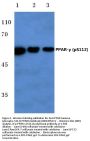 Anti-PPAR Gamma (phospho-S112) PPARG Antibody