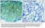 Anti-PAK1 (Ab-212) Antibody