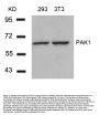 Anti-PAK1 (Ab-212) Antibody