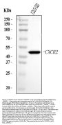 Anti-CXCR2 Antibody Picoband®