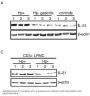 Anti-IL-21 Antibody