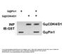 Anti-PIN1 Antibody