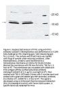 Anti-PIN1 Antibody