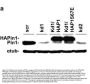 Anti-PIN1 Antibody