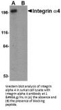 Anti-Integrin alpha 4 ITGA4 Antibody