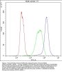 Anti-Human CYP1A1 DyLight® 488 conjugated Antibody