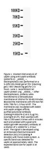 Anti-Leptin Antibody Picoband®