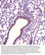 Anti-Leptin Antibody Picoband®