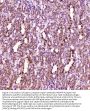 Anti-Leptin Antibody Picoband®