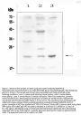 Anti-Leptin Antibody Picoband®