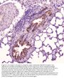 Anti-Leptin Antibody Picoband®