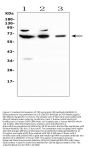 Anti-CD5 Antibody Picoband®