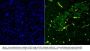 Anti-PDX1 Antibody