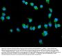 Anti-Filamin A/FLNA Antibody Picoband®