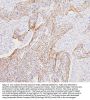 Anti-Filamin A/FLNA Antibody Picoband®