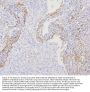 Anti-Filamin A/FLNA Antibody Picoband®