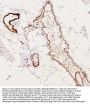 Anti-Filamin A/FLNA Antibody Picoband®