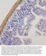 Anti-Filamin A/FLNA Antibody Picoband®
