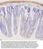 Anti-Filamin A/FLNA Antibody Picoband®