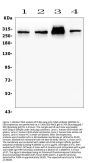 Anti-Filamin A/FLNA Antibody Picoband®
